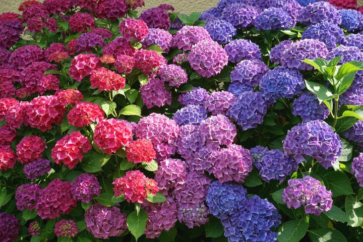 hortensias