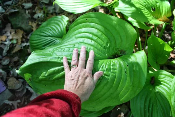 hostas grandes