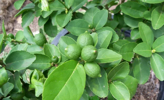 limon