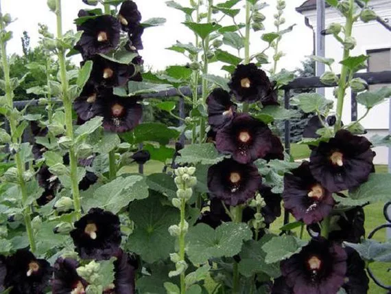 malvarrosa negra
