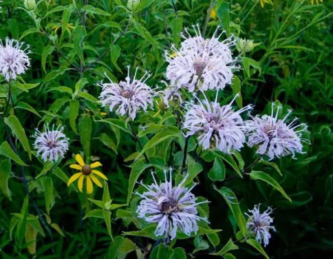 monarda