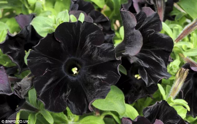 petunias de terciopelo negro
