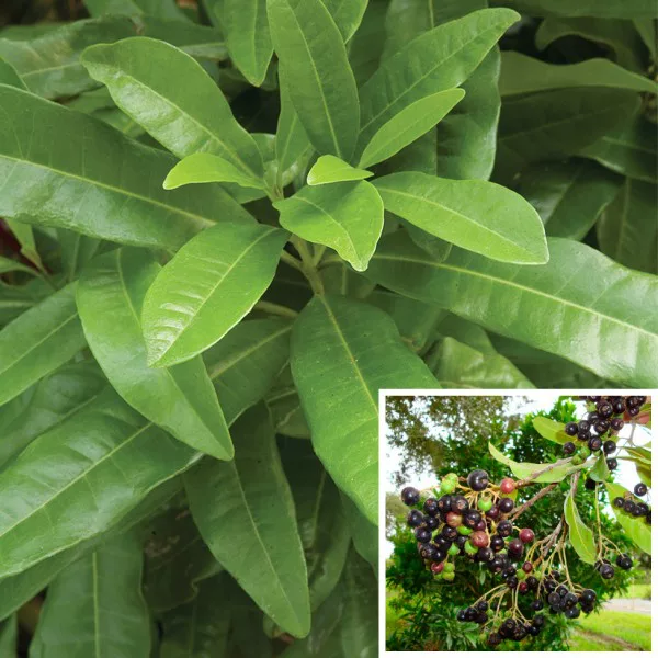 pimienta de jamaica