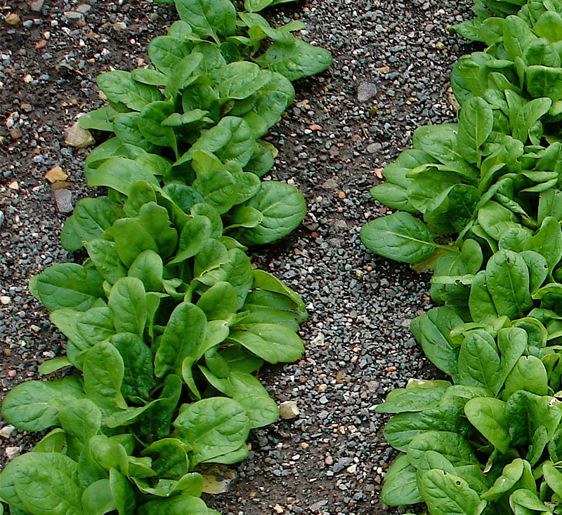 plantar espinaca