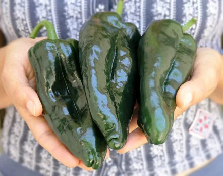 poblano