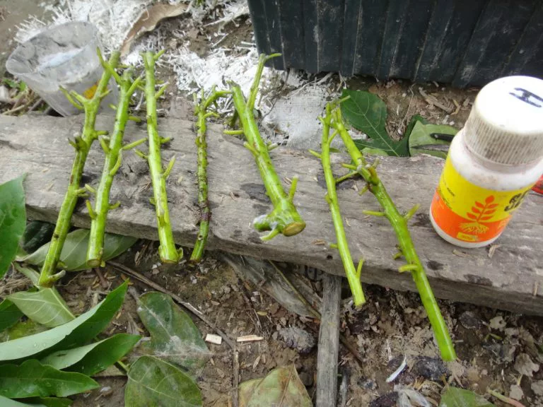 propagar aguacate