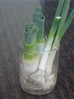 puerros en agua