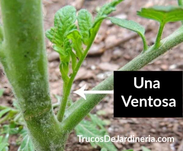 tomate ventosa