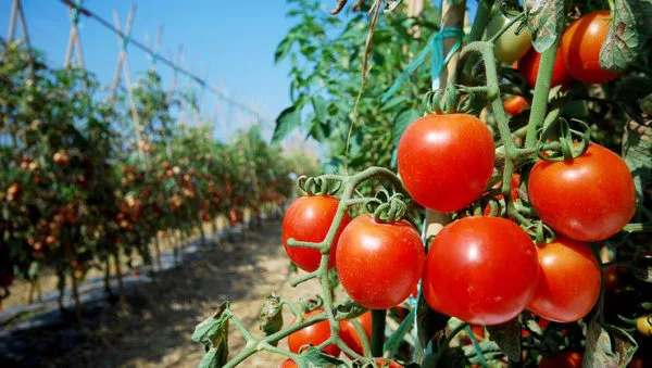 tomate
