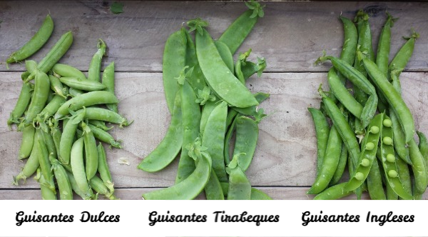 variedades de guisantes