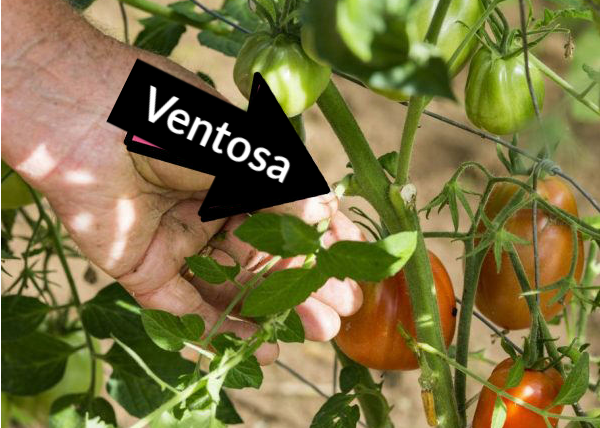 ventosa tomate (1)