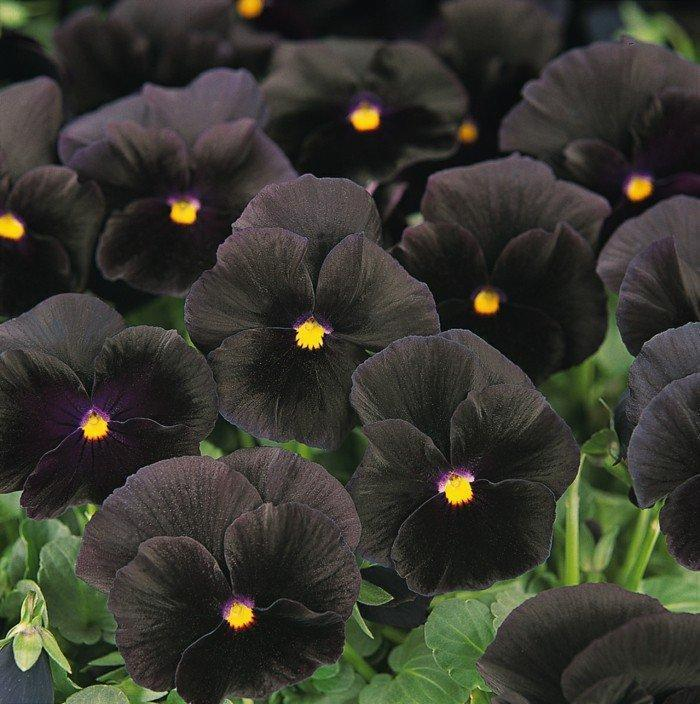 violas negro encanto