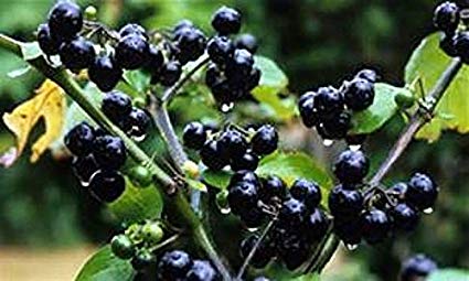 wonderberries