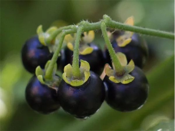 wonderberry