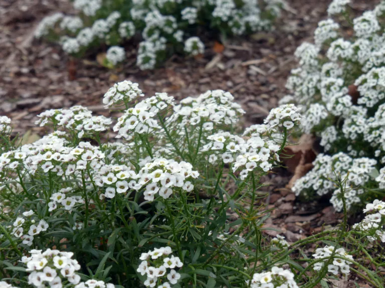 Alyssum Dulce