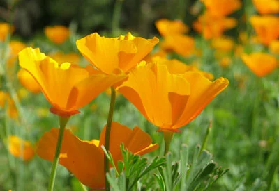 Amapola de California