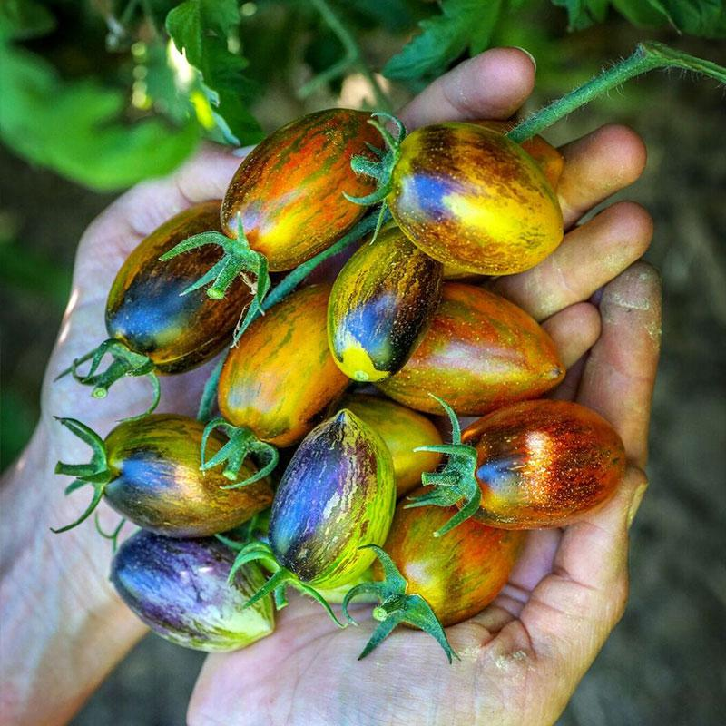 tomate uva