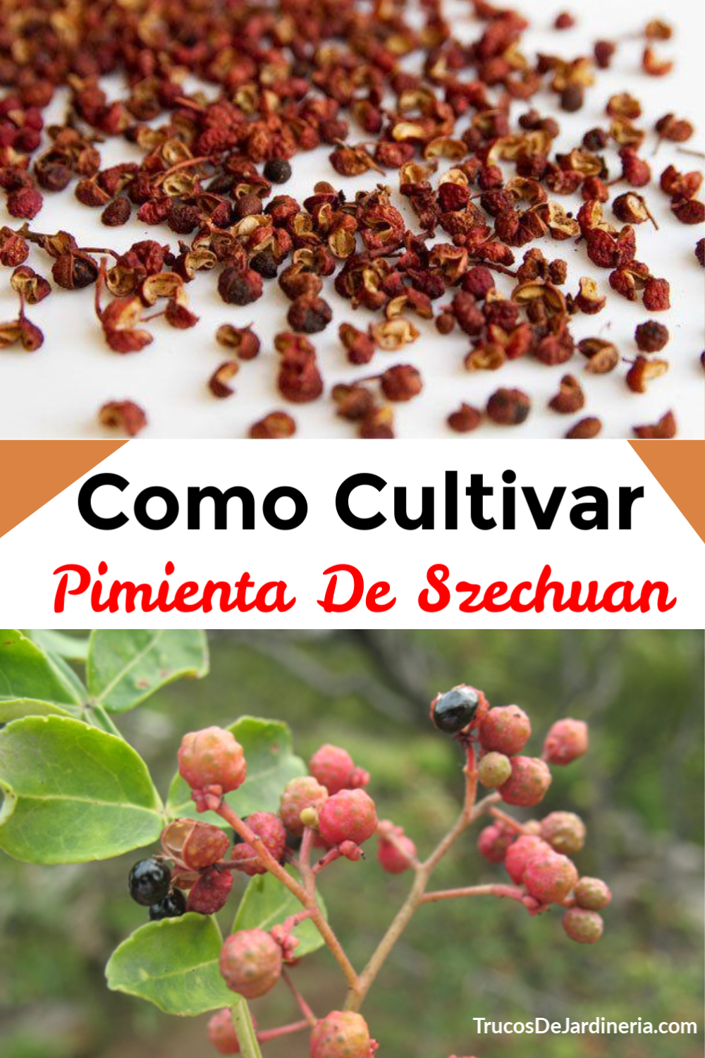pimienta de Sichuan
