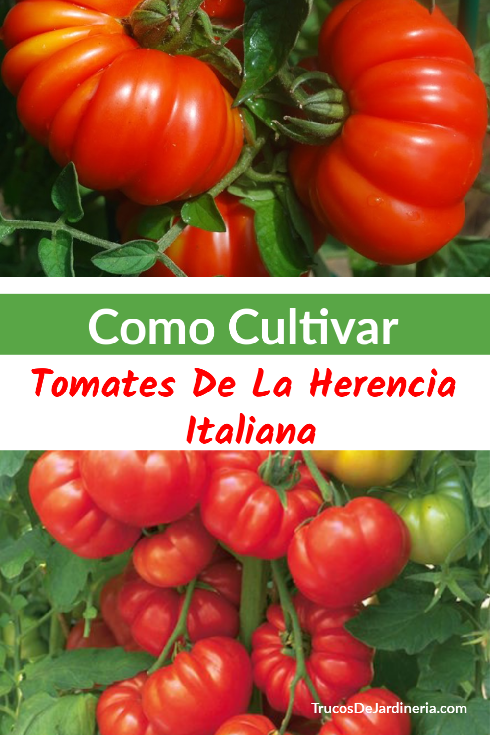 Cultivar Tomates de la Herencia Italiana