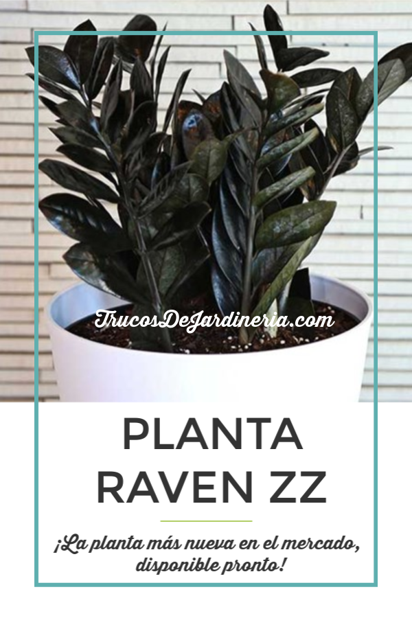 Planta Raven ZZ