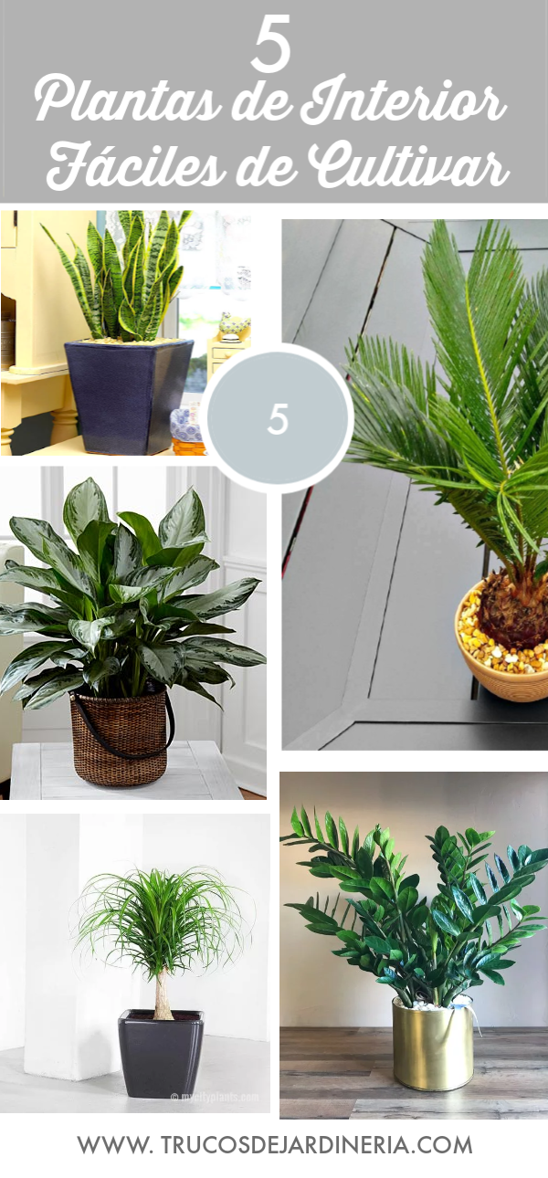 5 Plantas de Interior Fáciles de Cultivar