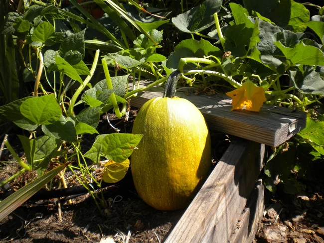 calabaza espagueti