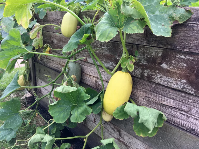 cosecha de calabaza espagueti