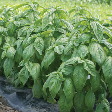 Albahaca Genovesa