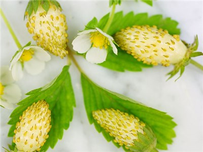Fresas de Herencia Alpina