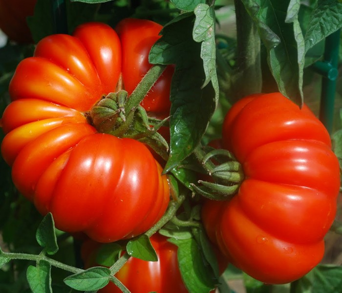 Tomates de Herencia Italiana