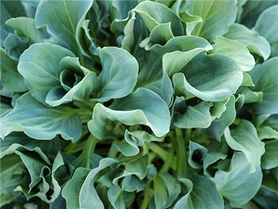 Hoja de Ostra