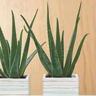 planta aloe