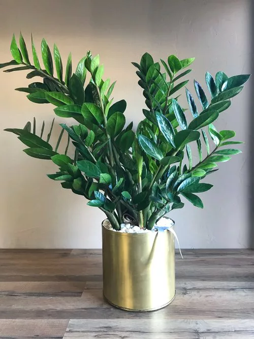 planta zz