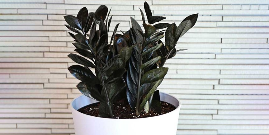 planta raven zz