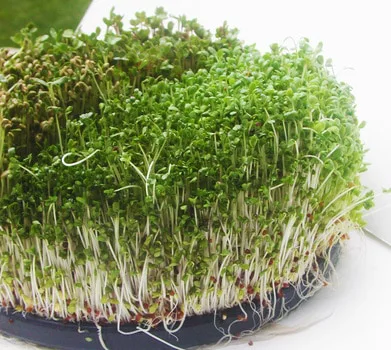 Brotes de Brócoli