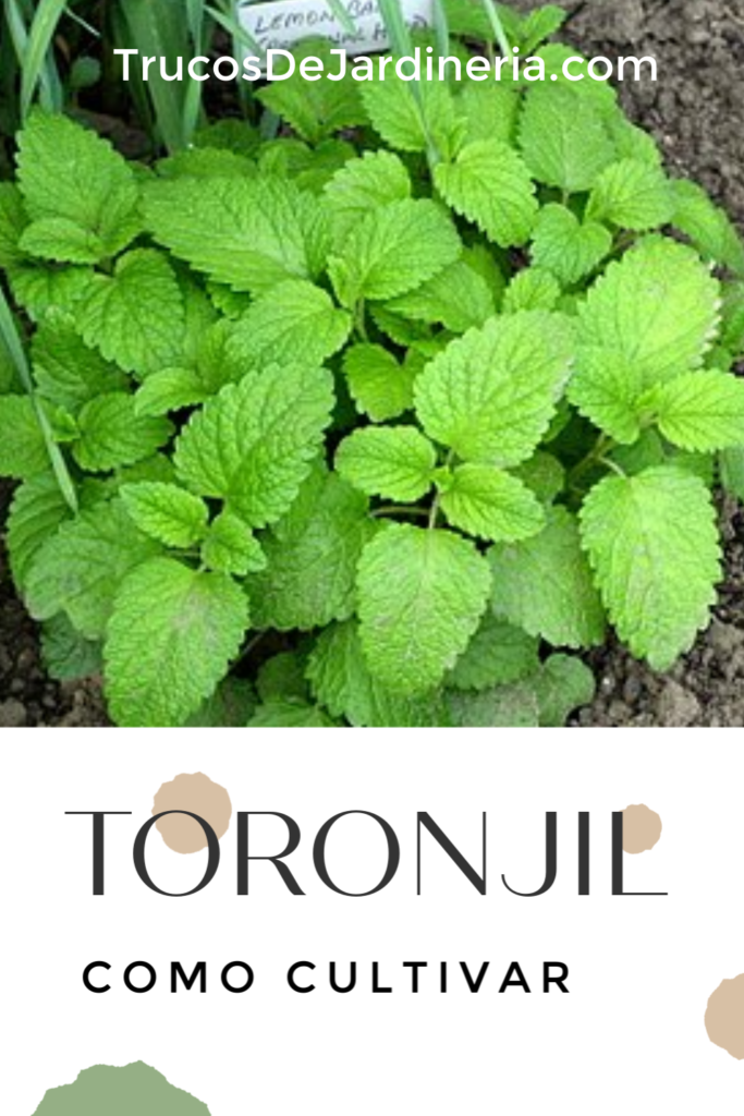 Cultivar Toronjil