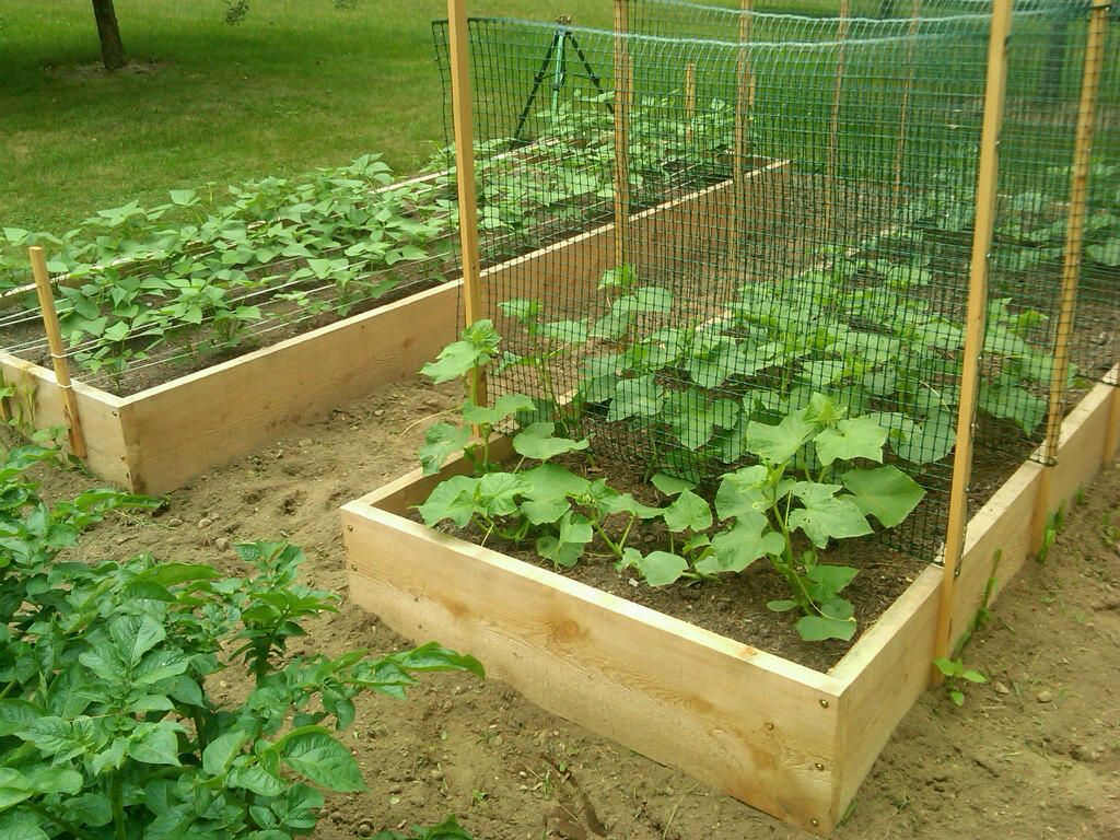 Enrejar Plantas de Calabacín