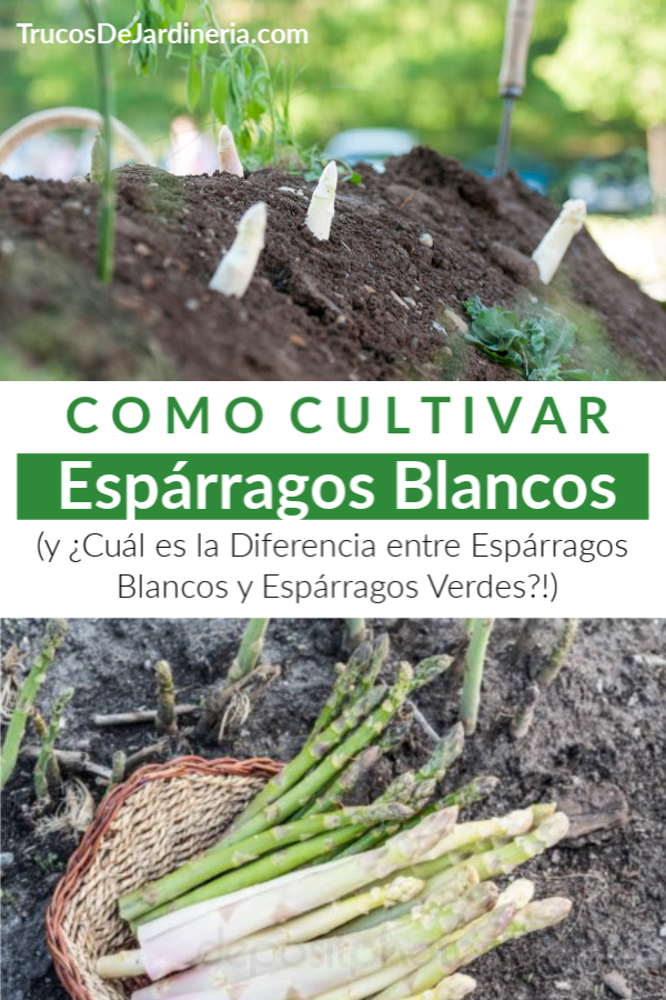 Espárragos Blancos