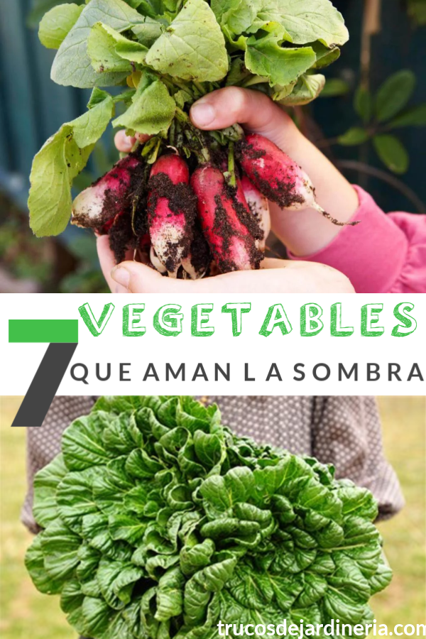 Vegetales que Aman la Sombra