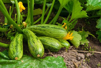 calabacin