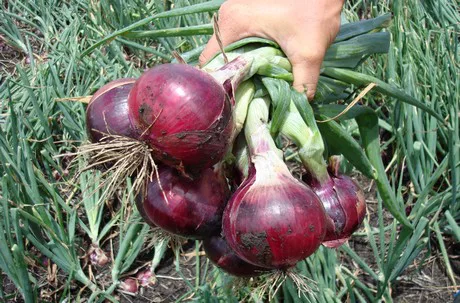 cebolla roja