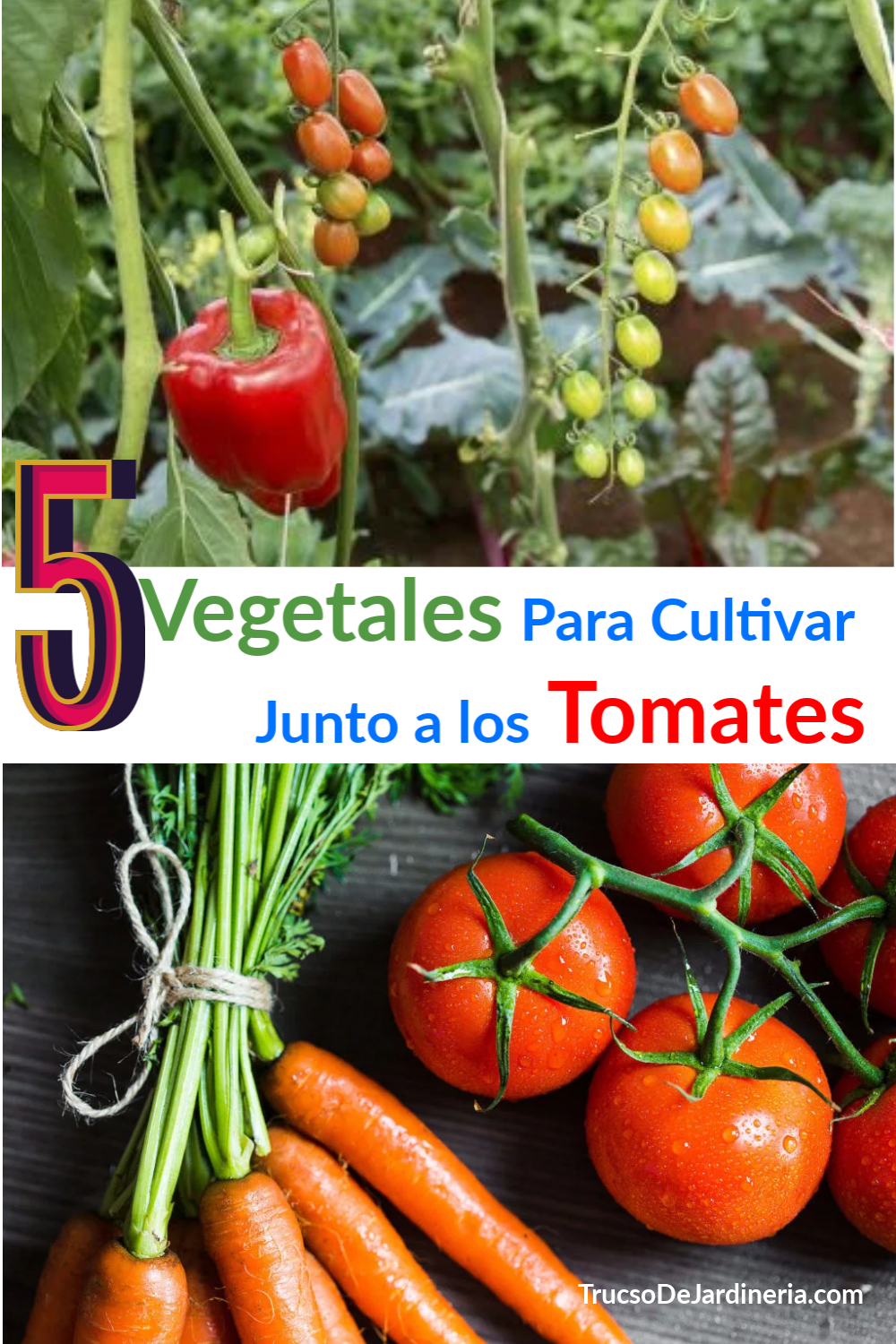 junto a los los tomates