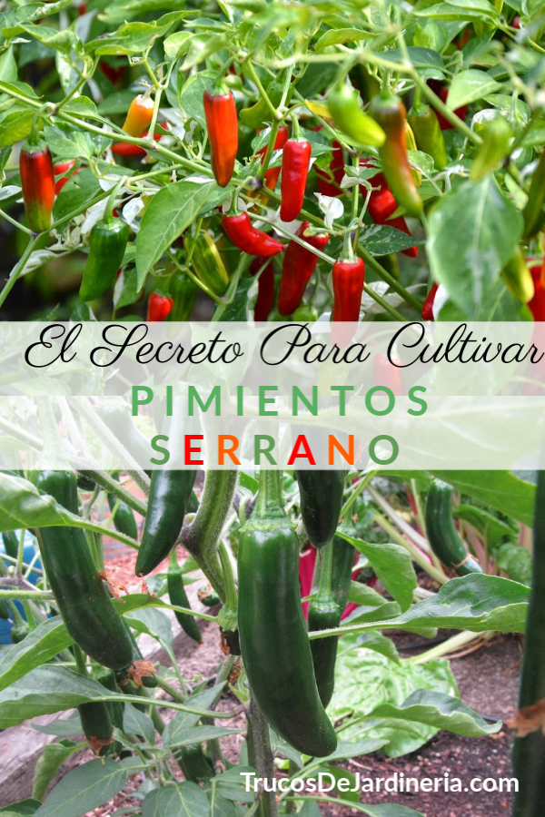 pimientos serranos