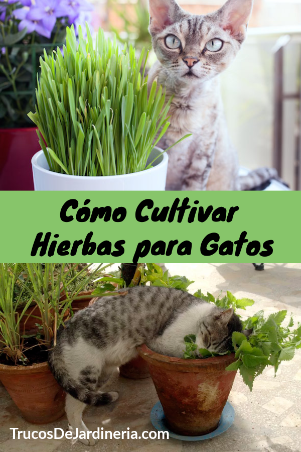 Hierbas Para Gatos
