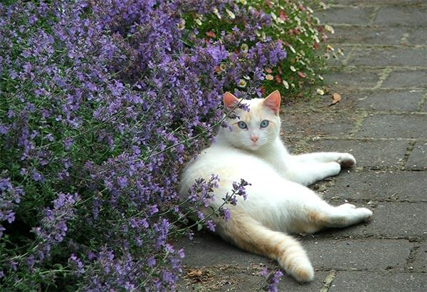 Menta Gatuna