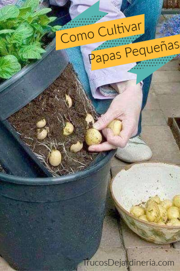 Papas Pequeñas