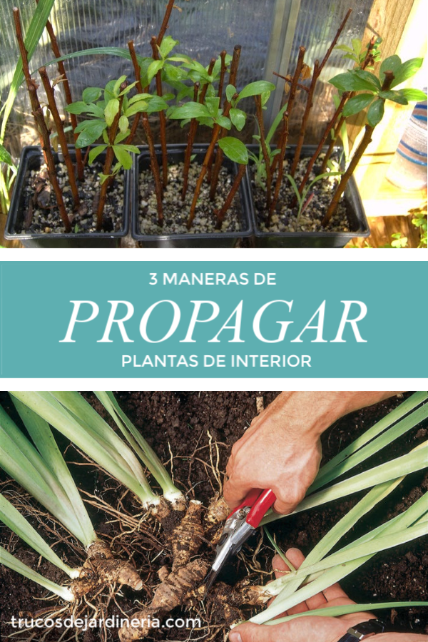 Propagar Plantas
