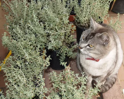 Tomillo de Gato
