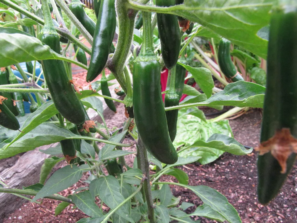 pimiento serrano