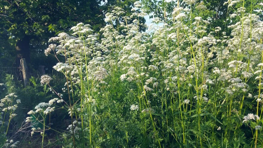 valeriana